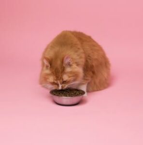 Purina Cat Chow Gentle Dry Cat Food: The Best Choice for Cats with Sensitive Stomachs and Skin